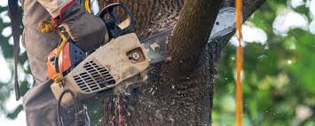 Best Pest Control for Lawns  in Sevierville, TN