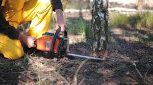 Best Tree Risk Assessment  in Sevierville, TN