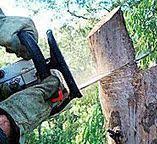 Best Tree Disease Treatment  in Sevierville, TN