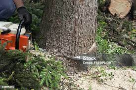 Best Leaf Removal  in Sevierville, TN