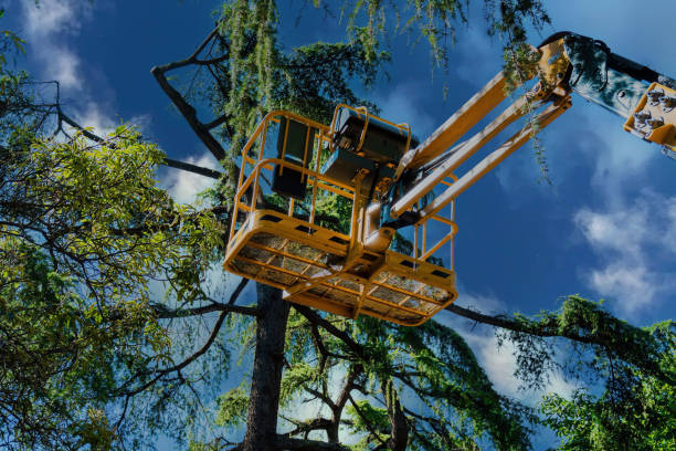 Best Fruit Tree Pruning  in Sevierville, TN