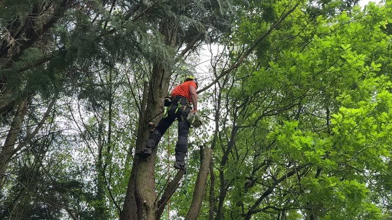 Best Hazardous Tree Removal  in Sevierville, TN