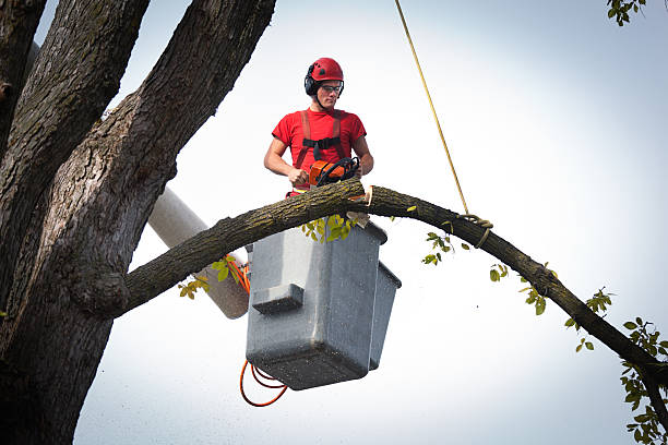 Best Tree Preservation Services  in Sevierville, TN