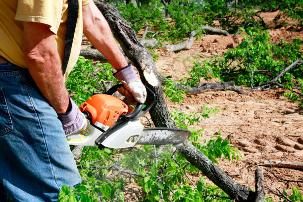 Best Lawn Irrigation Installation and Maintenance  in Sevierville, TN